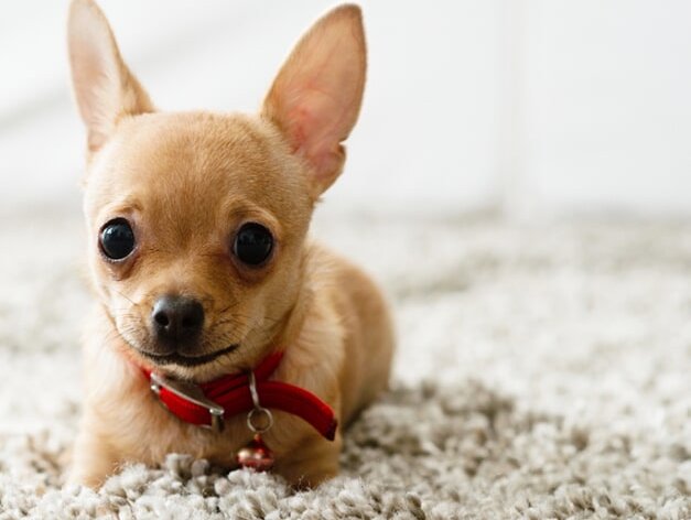 Dog on carpet from Carpet Galore and Flooring in Grafton, WI area